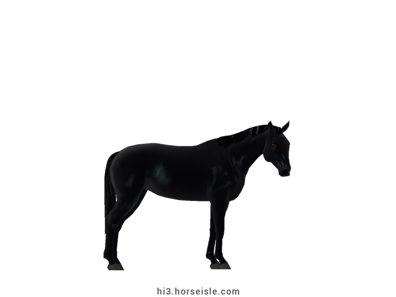 Danish Sport Pony Smoky Black Coat